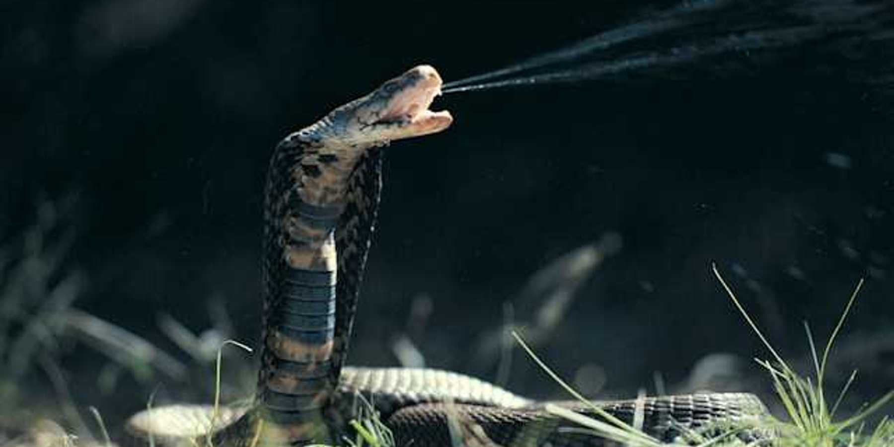 A cobra coiled on the ground with its mouth open