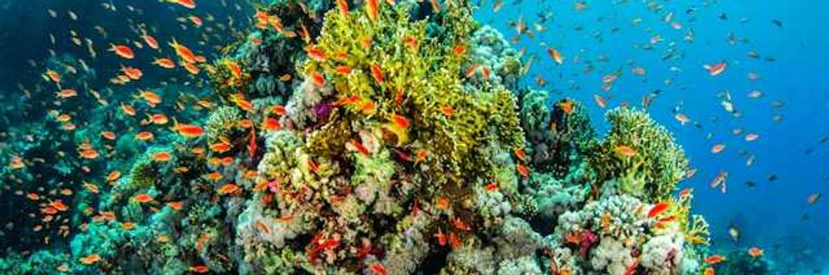 A coral reef surrounded by orange fish