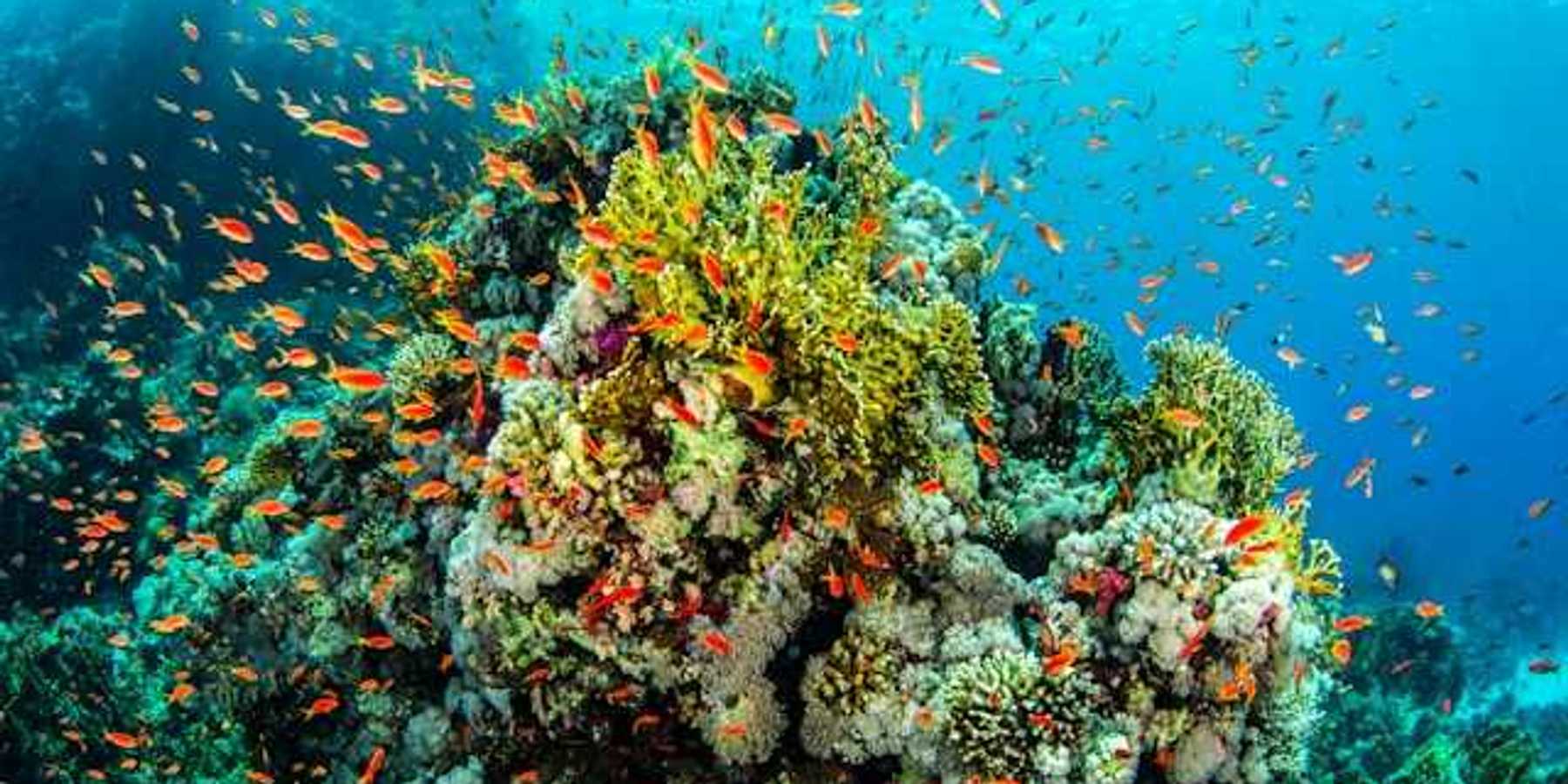 A coral reef surrounded by orange fish
