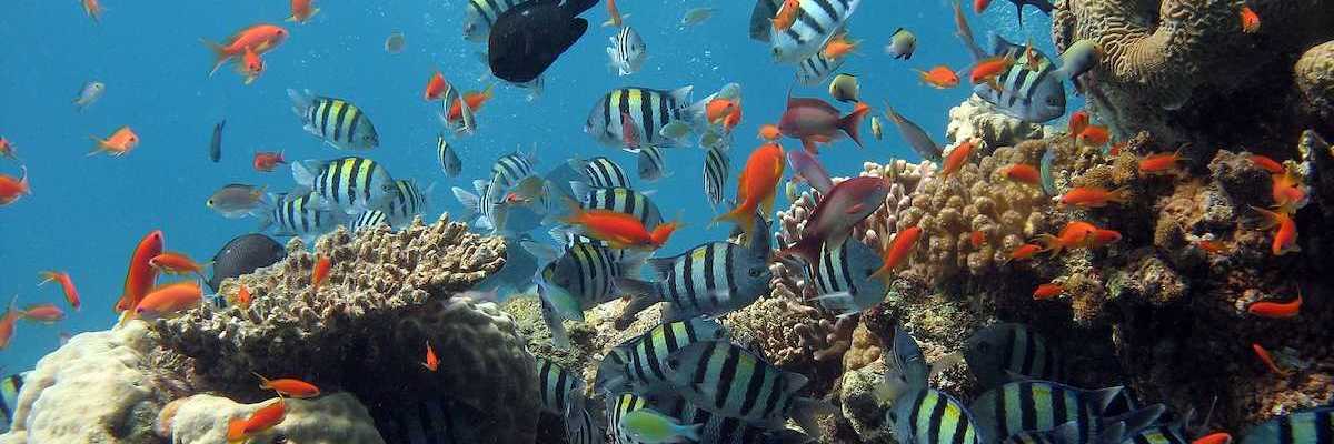 A Coral reef teeming with multicolored life.