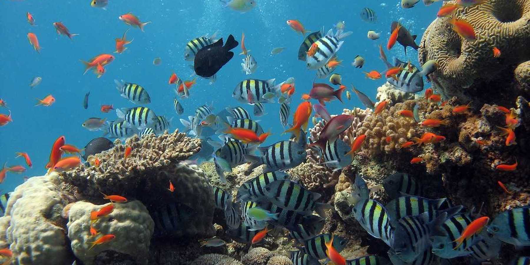 A Coral reef teeming with multicolored life.