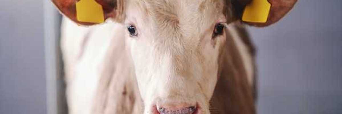 A cow staring at the camera with yellow tags in its ears