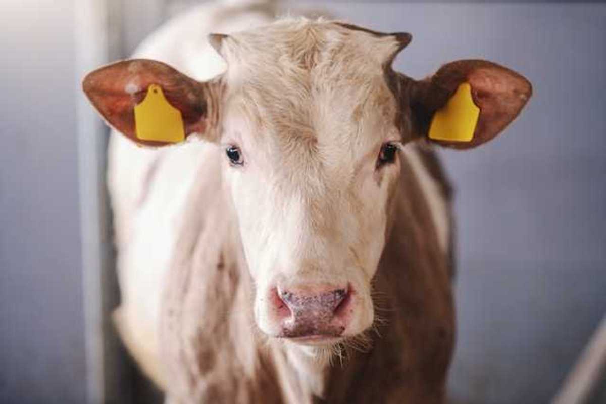 A cow staring at the camera with yellow tags in its ears