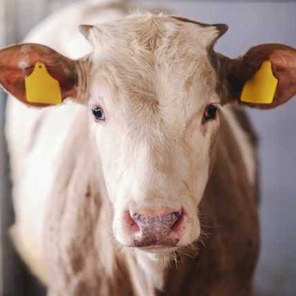 A cow staring at the camera with yellow tags in its ears