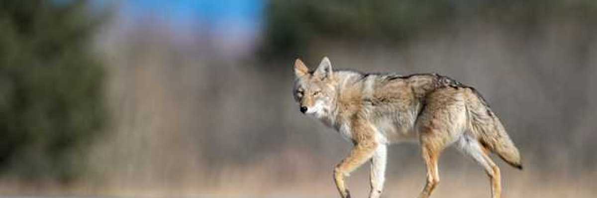 A coyote walking along a road