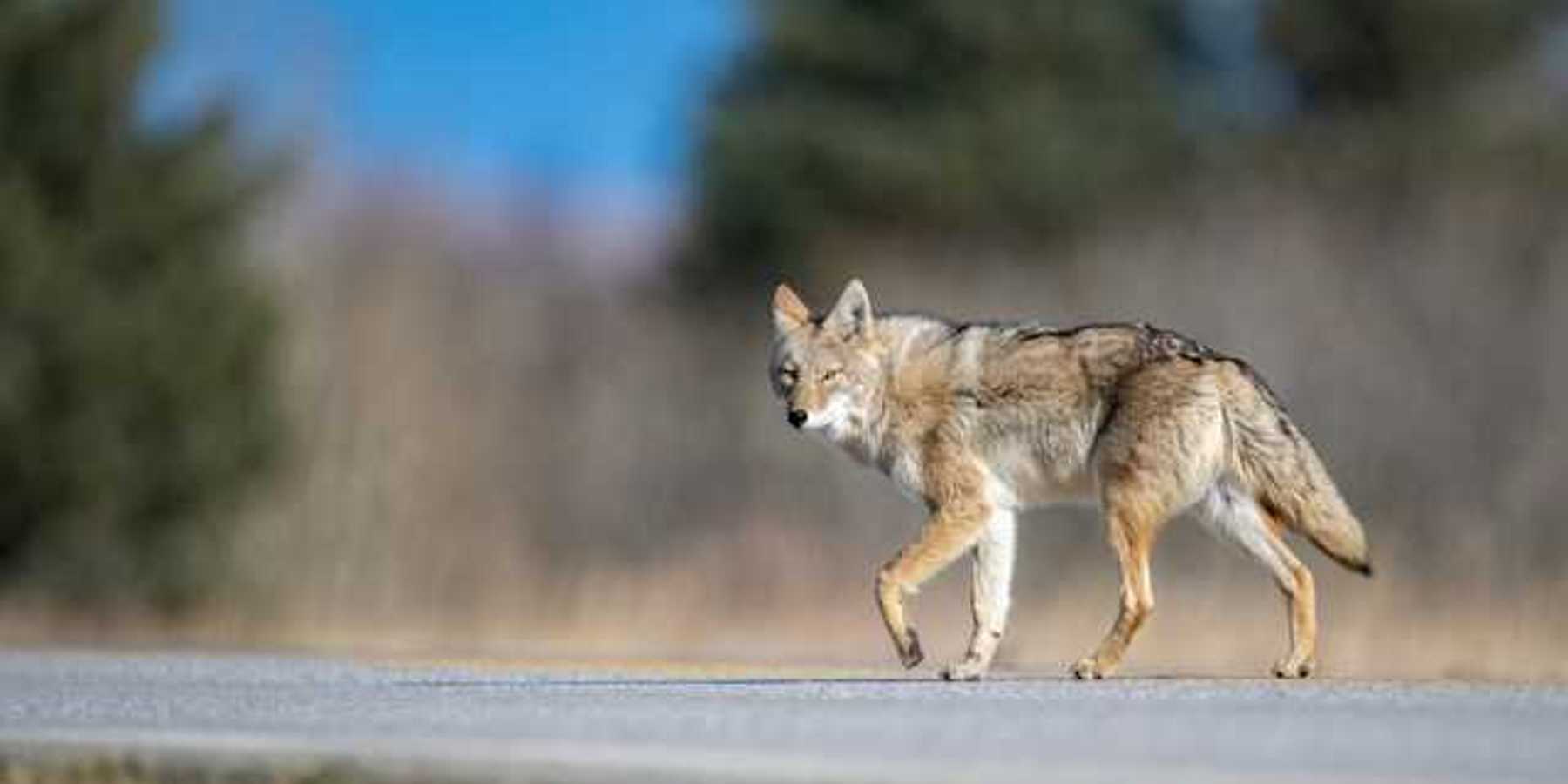 A coyote walking along a road