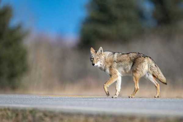 A coyote walking along a road