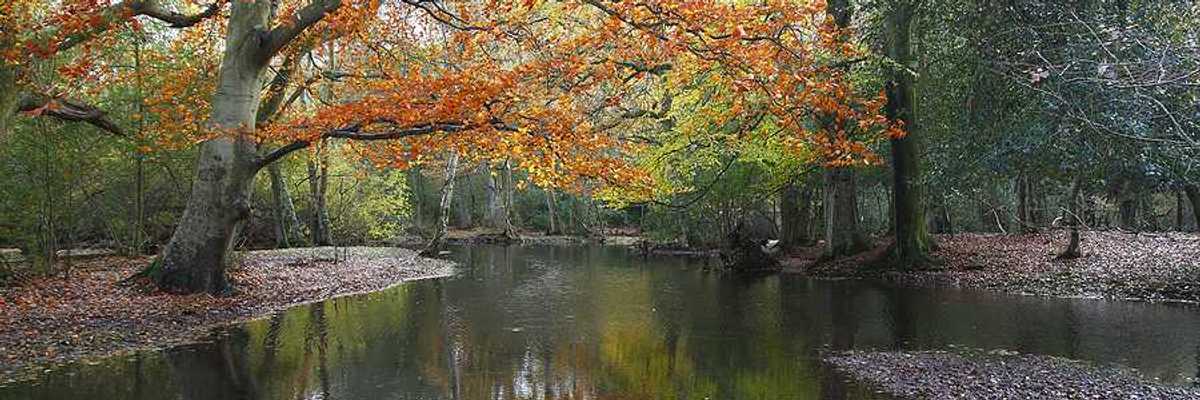 A creek flooding over its banks