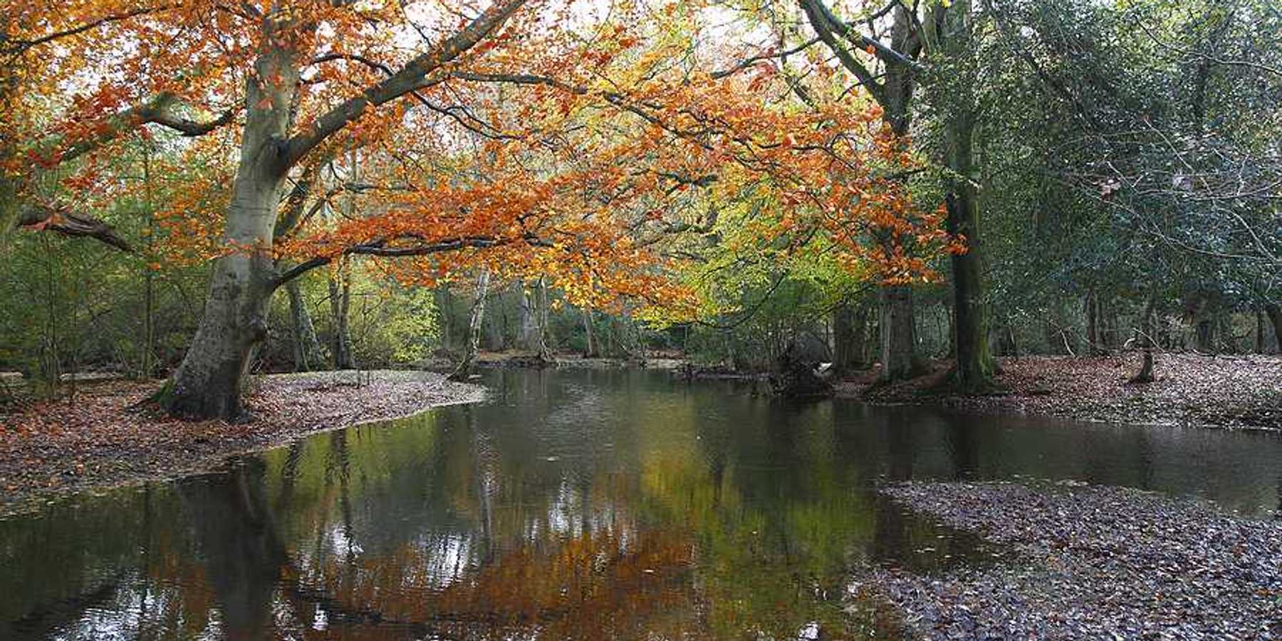 A creek flooding over its banks