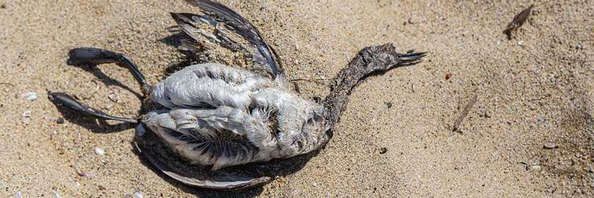 A dead bird on a sandy beach