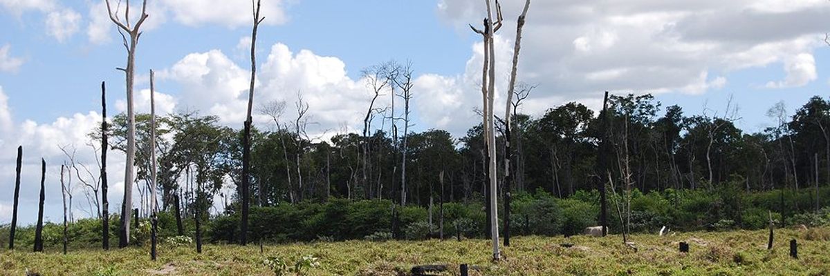 A deforested area with a cow walking across the grass