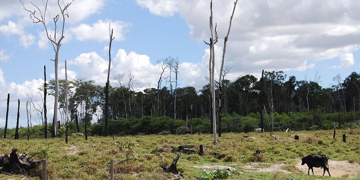A deforested area with a cow walking across the grass