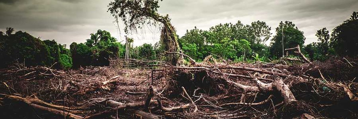 A deforested area with green forest behind it