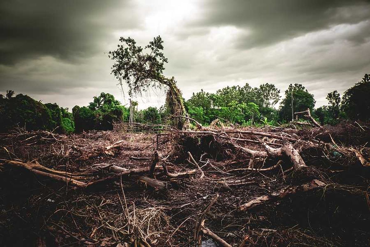 A deforested area with green forest behind it