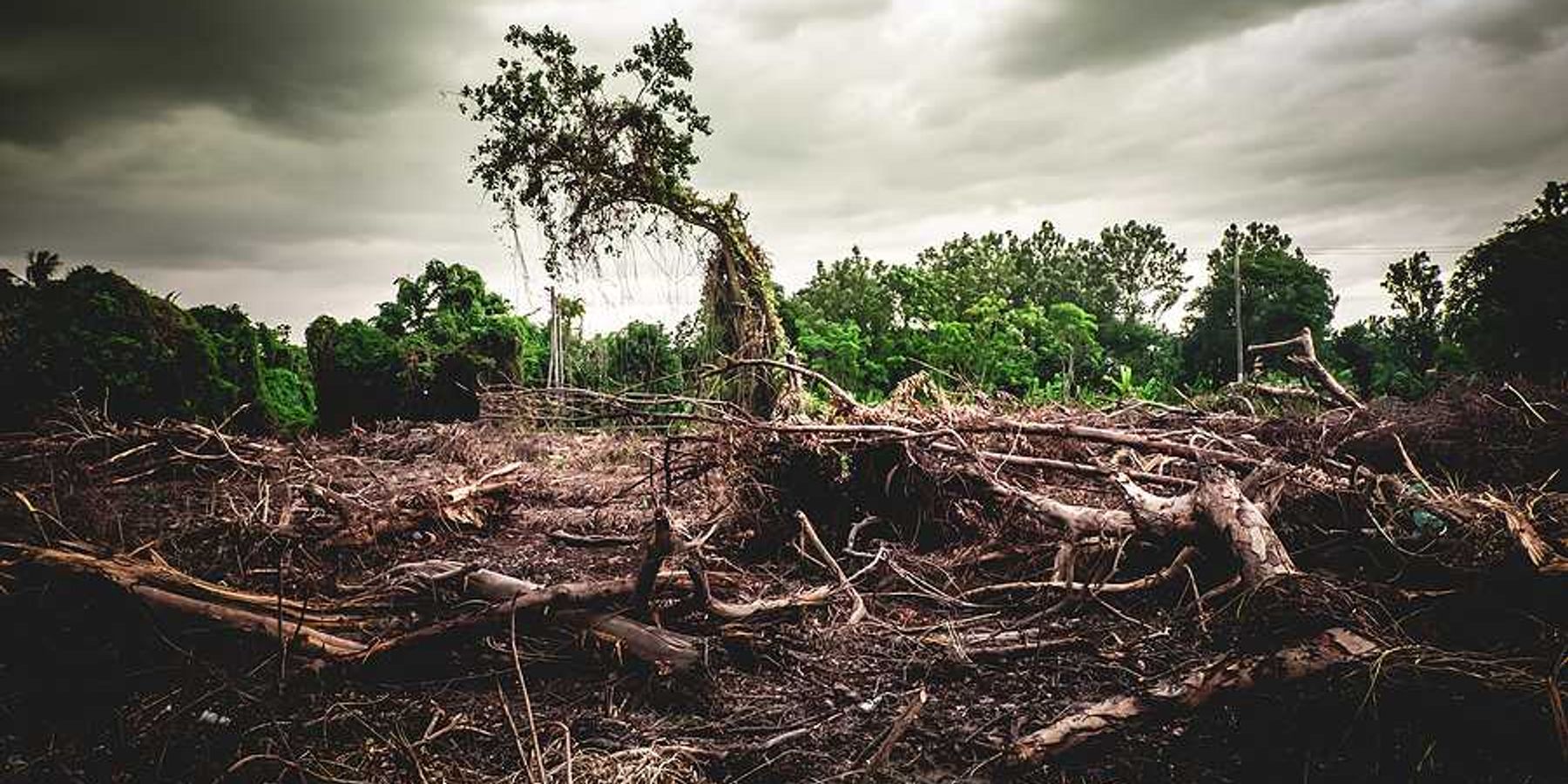 A deforested area with green forest behind it
