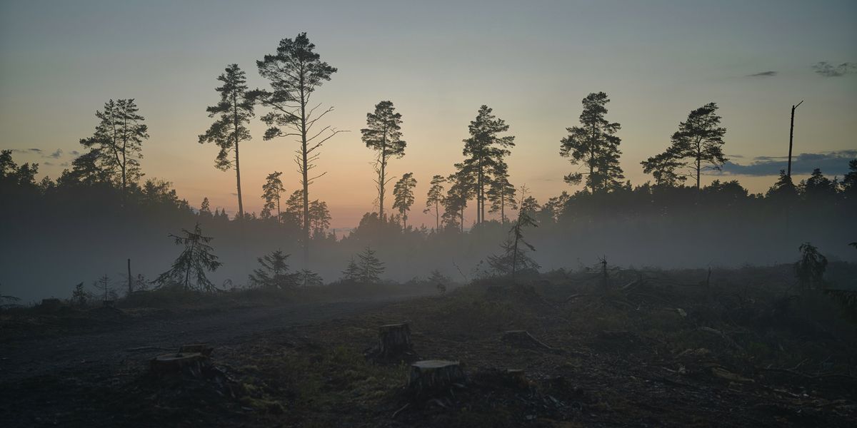 A deforested section of a forest with fog in the background.