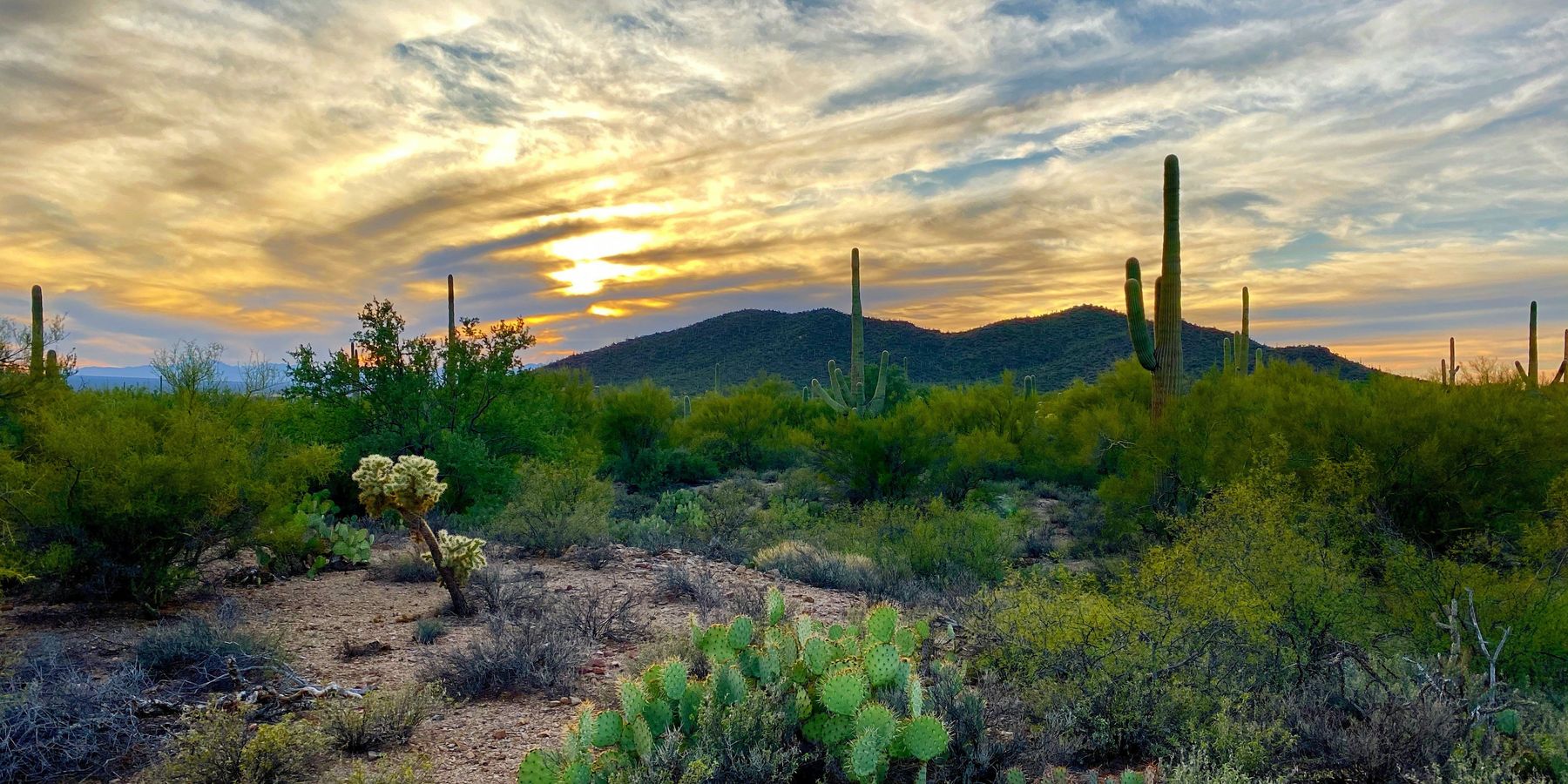 A desert landscape with cacti and mountains in the background.
