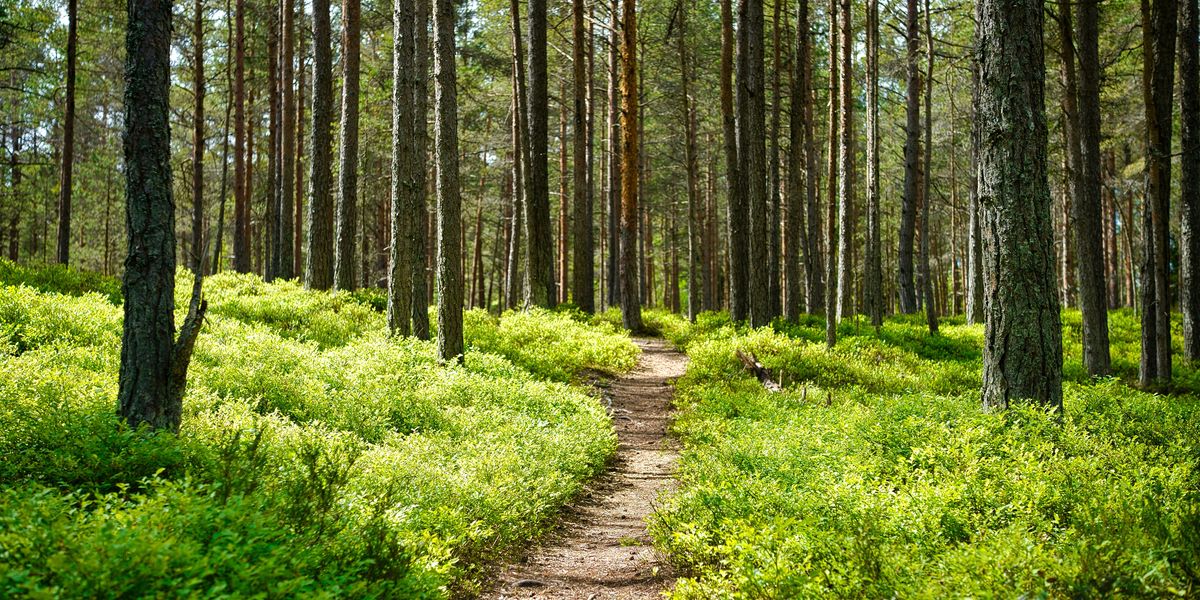 A dirt path through a green forest.