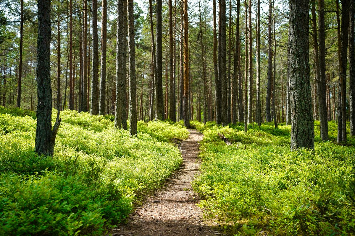 A dirt path through a green forest.