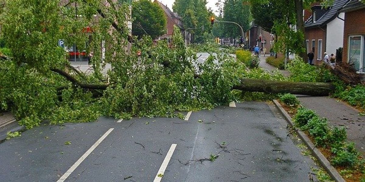 A downed tree in the middle of a city street.