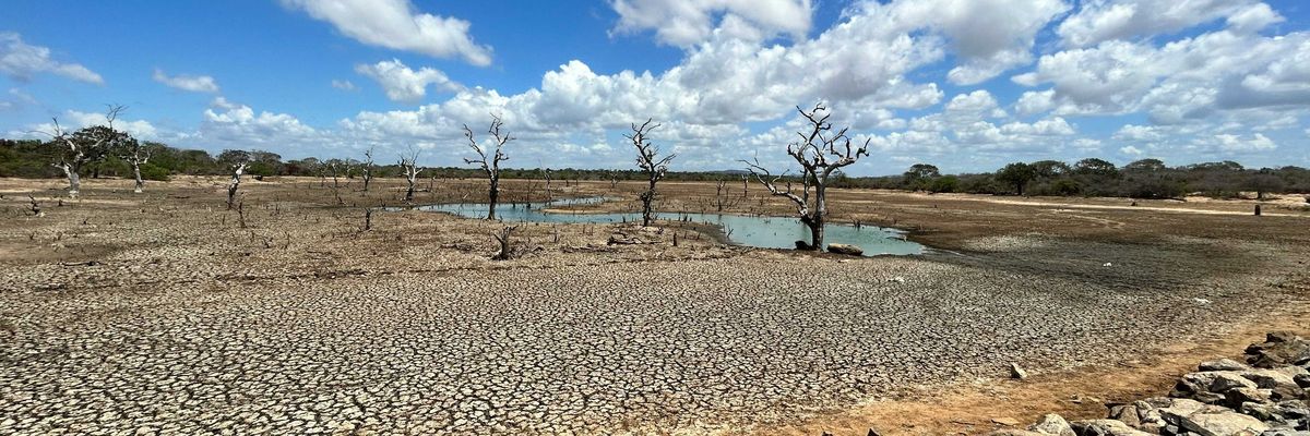 A dried lakebed with dead trees at the center