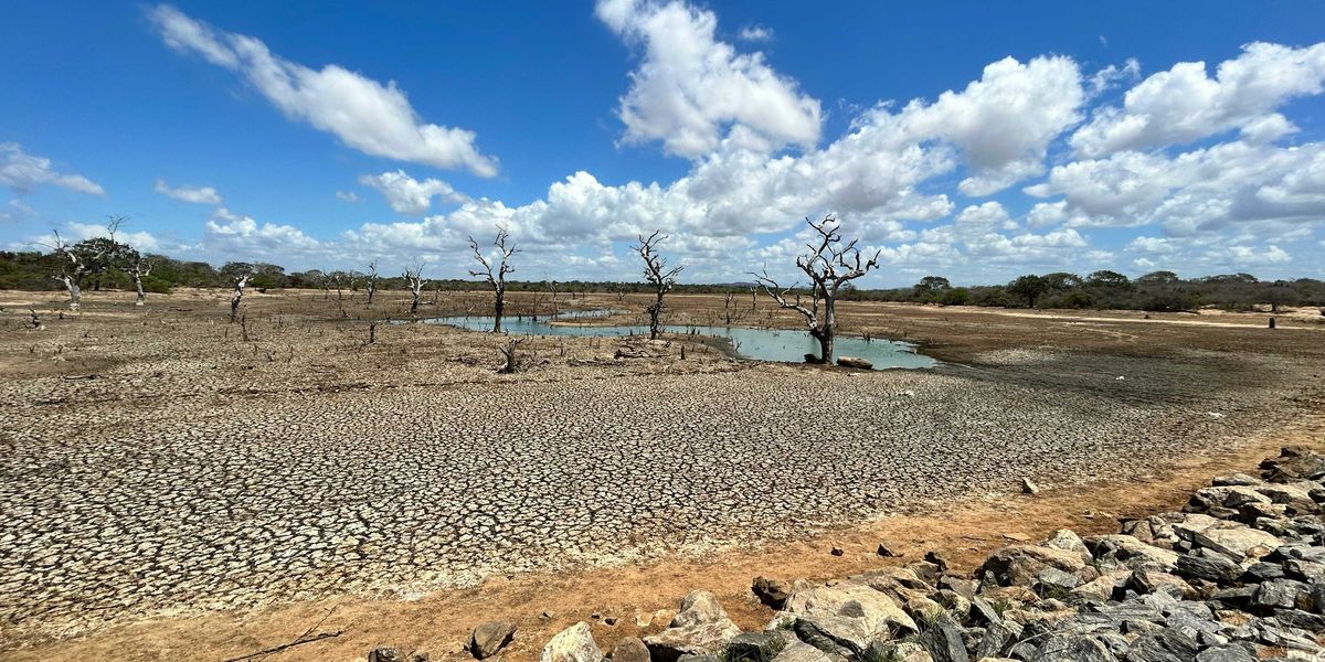 A dried lakebed with dead trees at the center