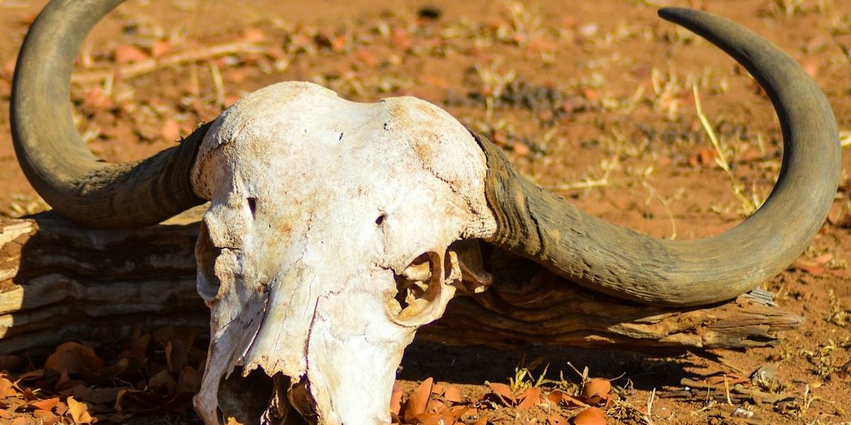 A dry cow skull with horns lies on barren ground in the sun.