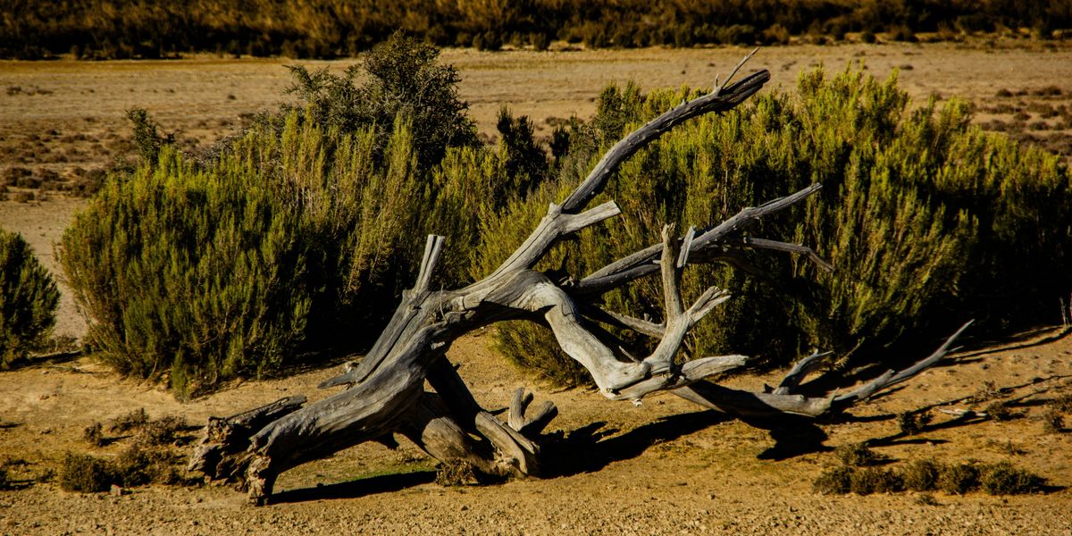 A dry environment with scrub brush and dead wood.