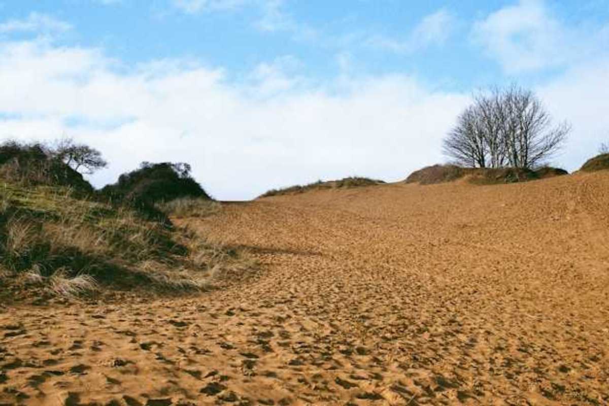 A dry environment with trees and shrubs