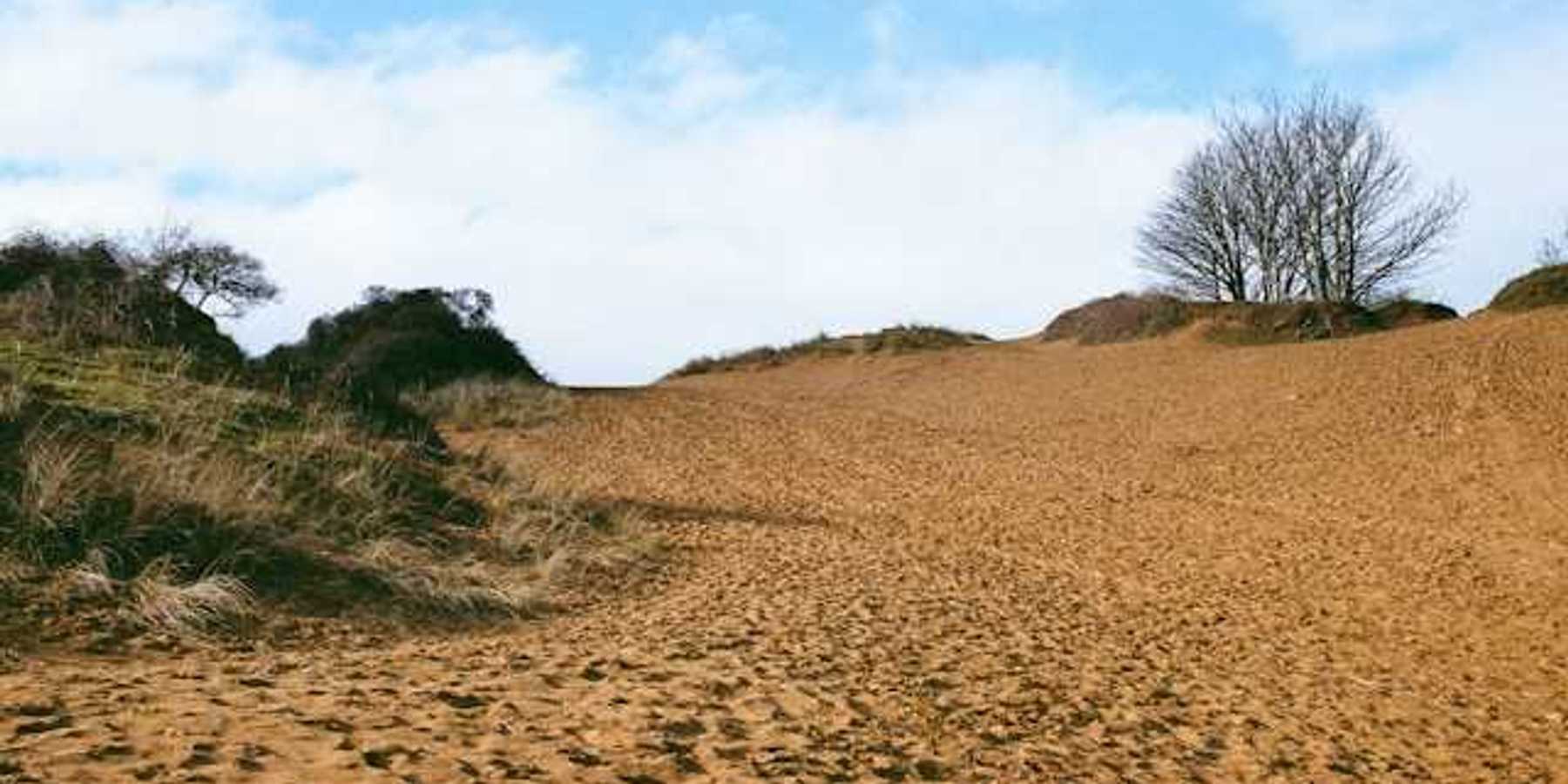A dry environment with trees and shrubs
