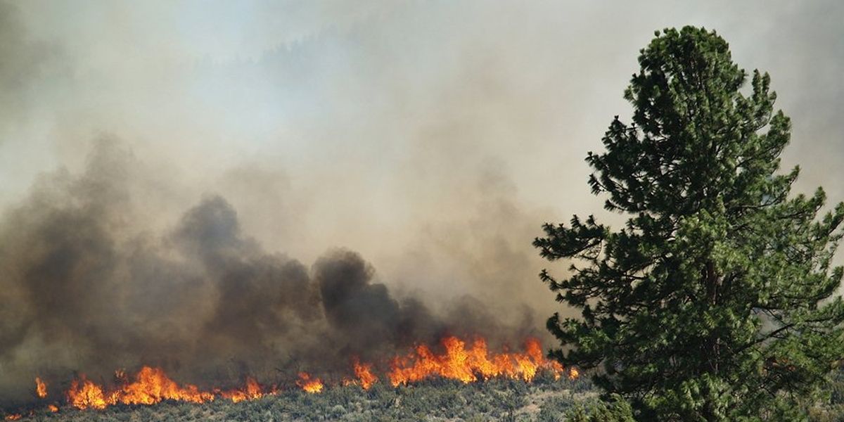 A dry landscape with a fire advancing toward a group of trees.
