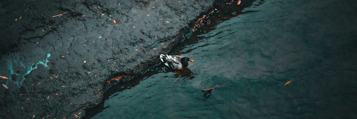 a duck swimming in a pond polluted with oil.