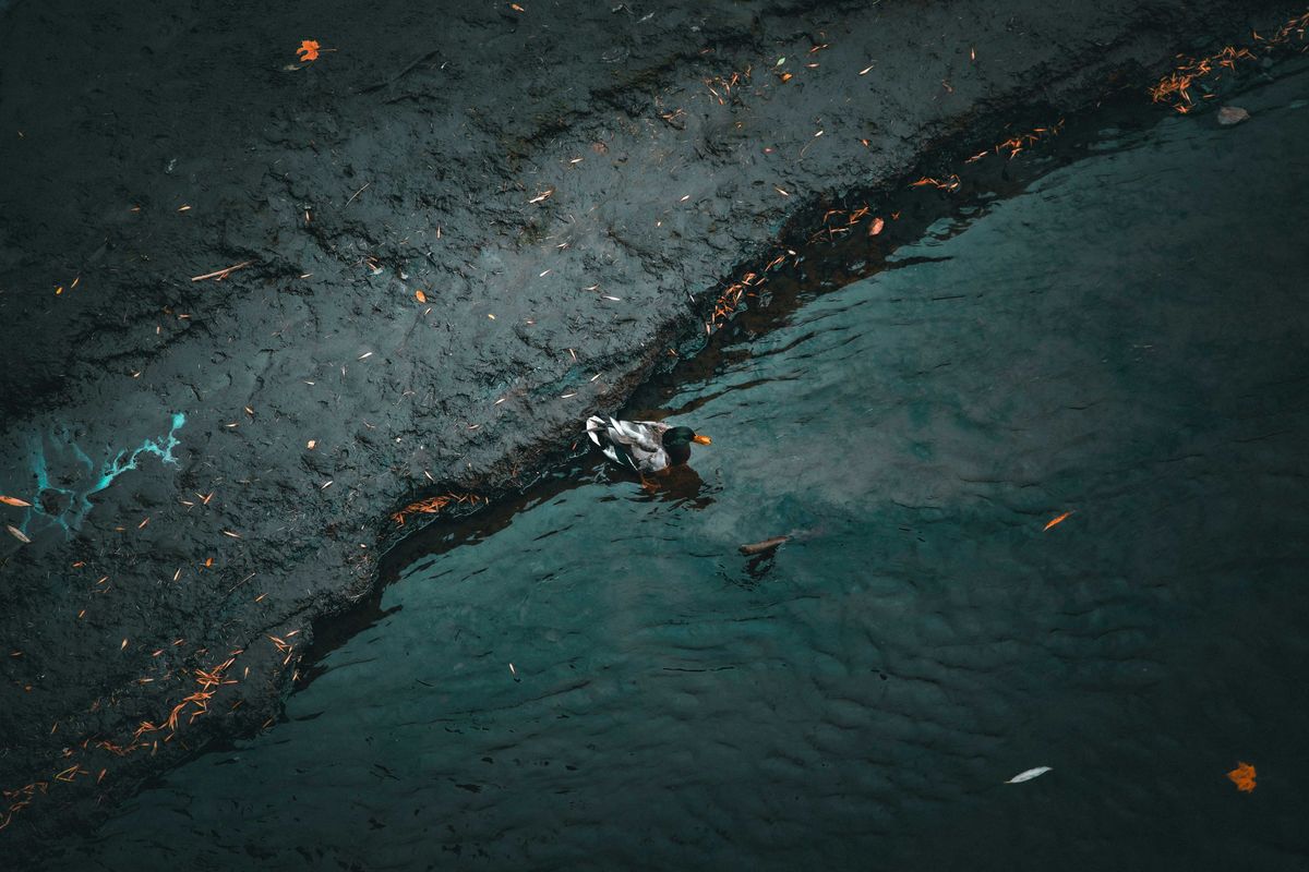 a duck swimming in a pond polluted with oil.