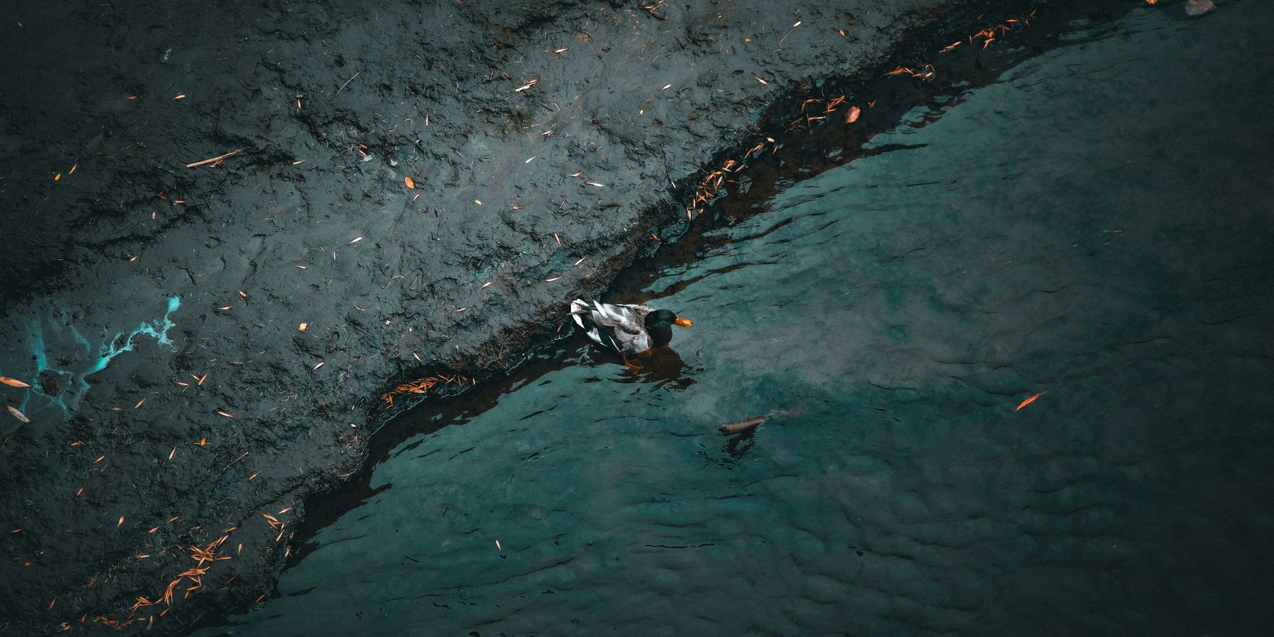 a duck swimming in a pond polluted with oil.