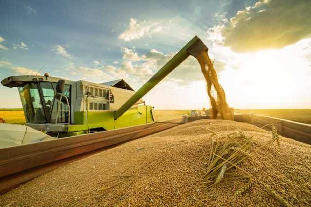 A farm combine harvesting grains into a huge container