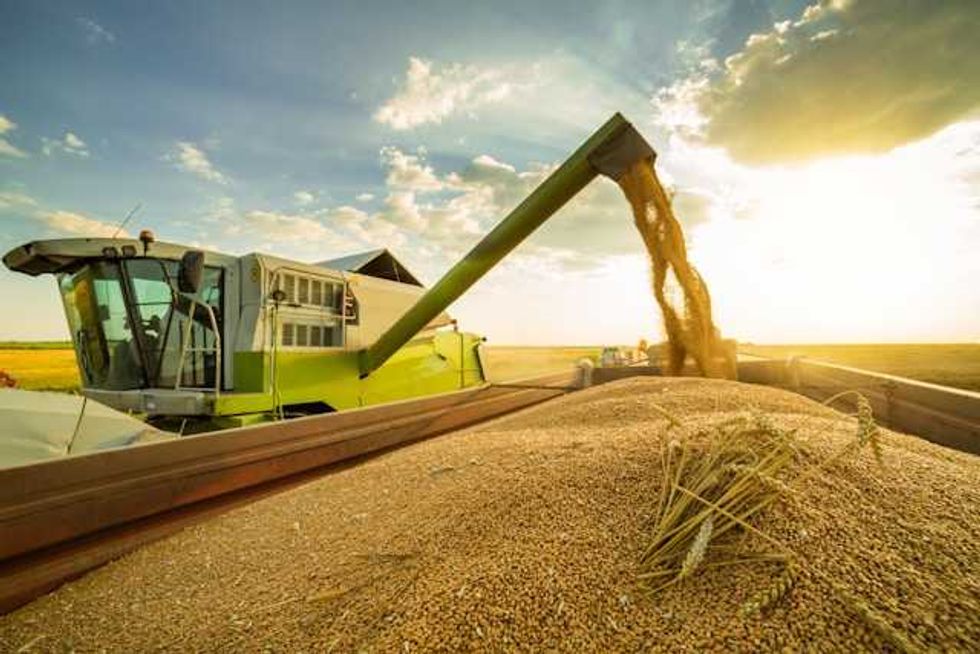 Farmers are growing a new grain to combat climate change