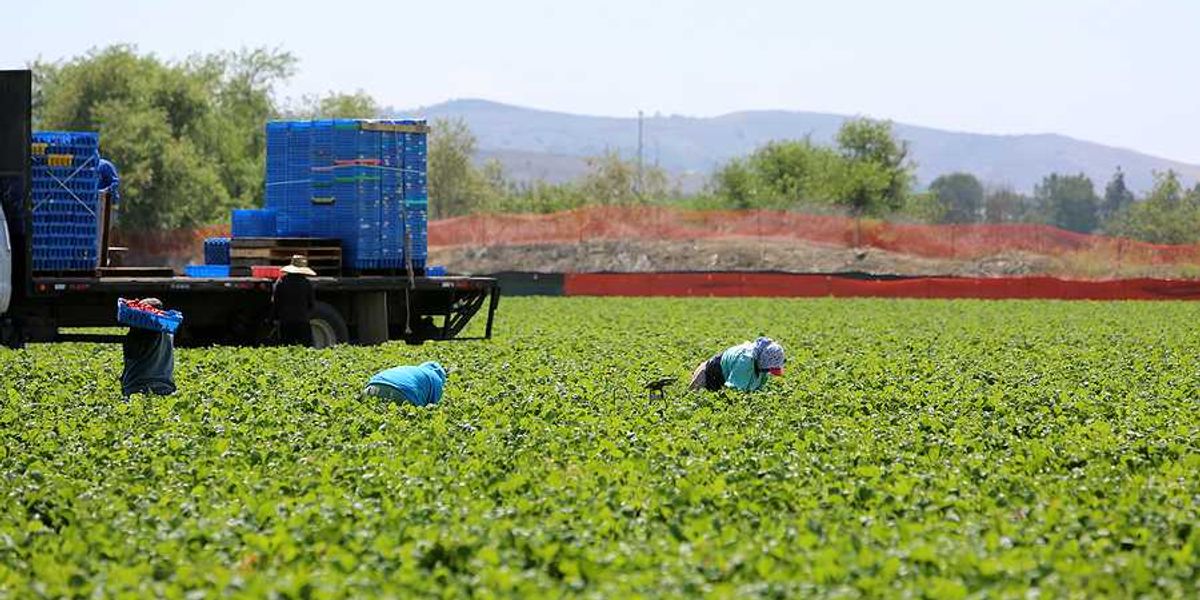 A farm field on a sunny day with farm workers bending down to pick food