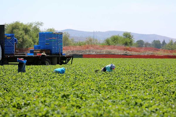 A farm field on a sunny day with farm workers bending down to pick food