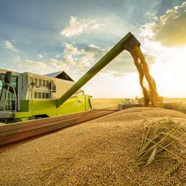 A farm vehicle harvesting wheat