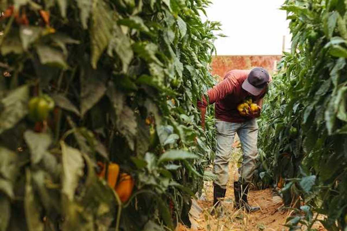 A farm worker harvesting peppers from tall plants