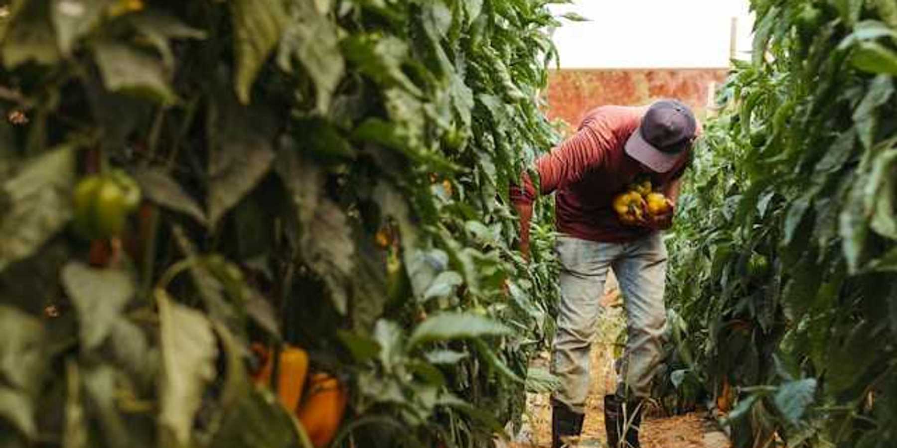 A farm worker harvesting peppers from tall plants