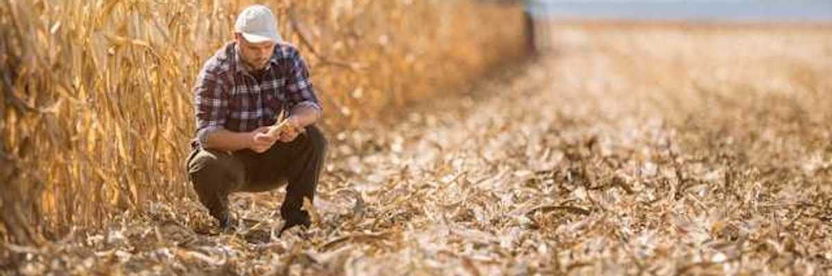 A farmer crouching in a dry field with a harvester in the background