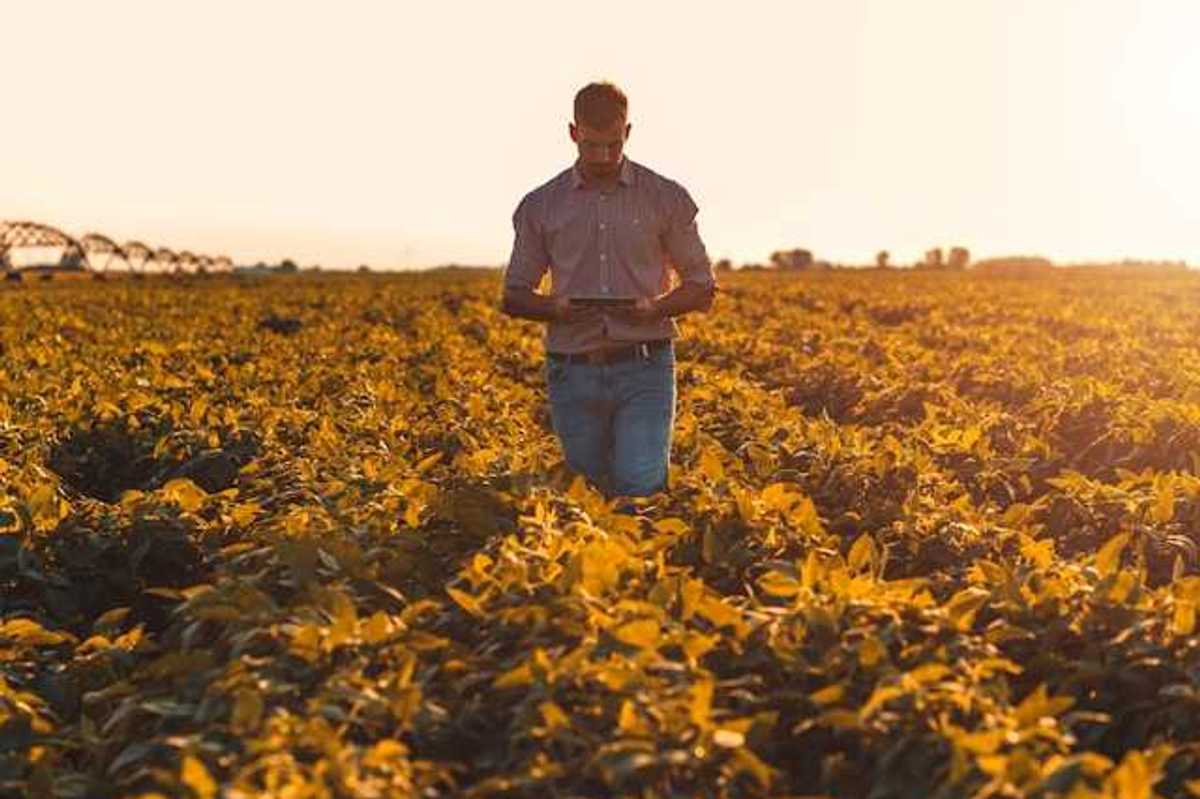 A farmer in a field looking down at a tablet