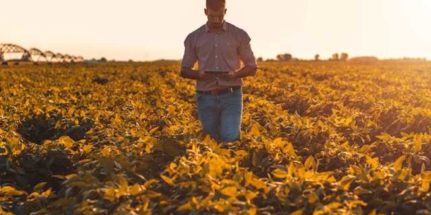 A farmer in a field looking down at a tablet