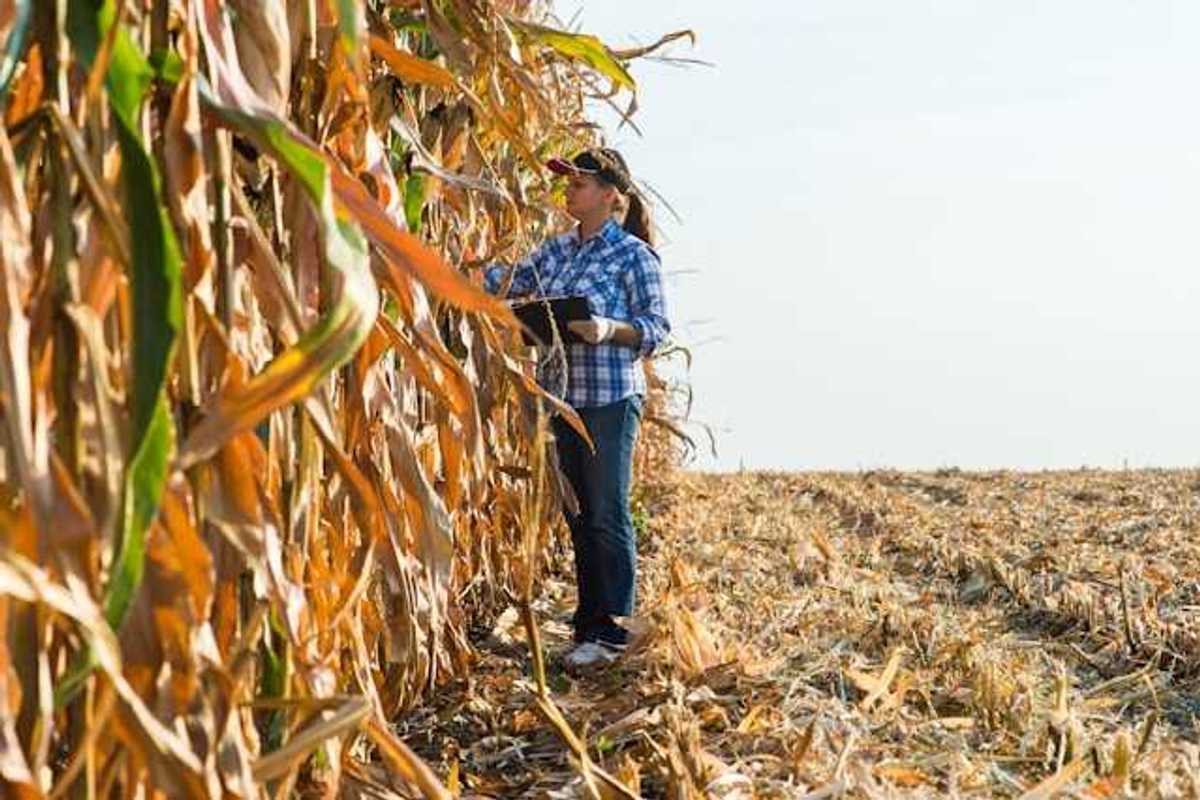 A farmer standing at a row of dried corn stalks