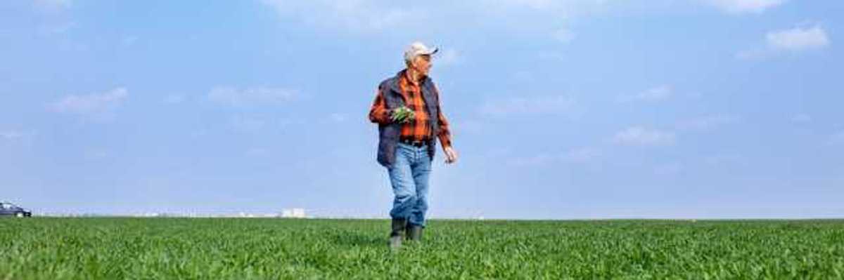 A farmer walking through his fields on a sunny day