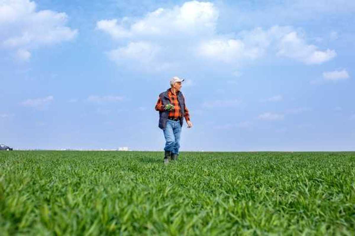 A farmer walking through his fields on a sunny day