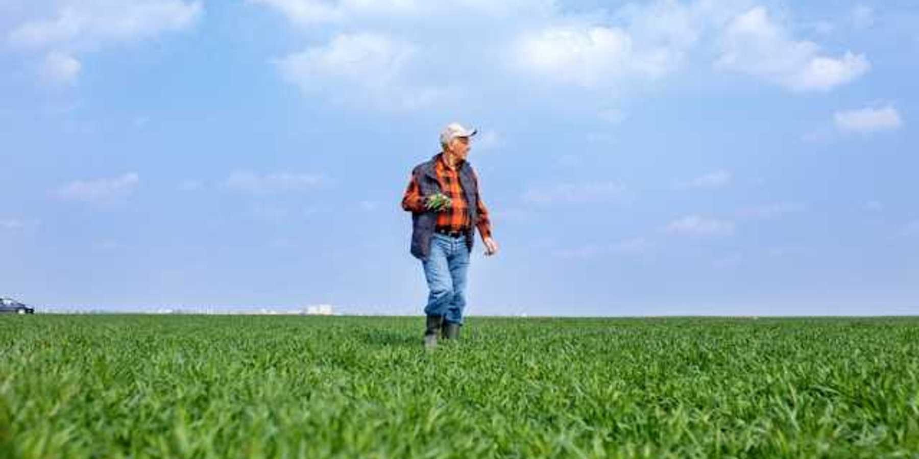 A farmer walking through his fields on a sunny day