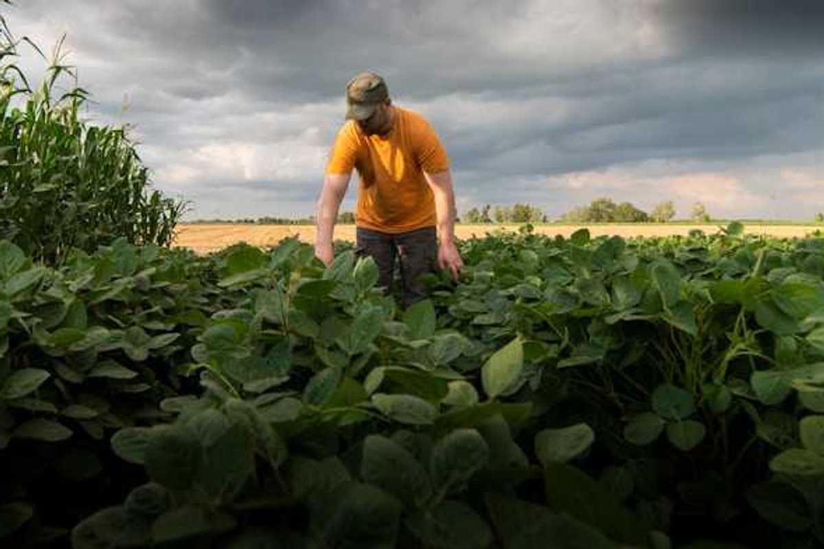 A farmworker in a farm field with dark clouds behind him