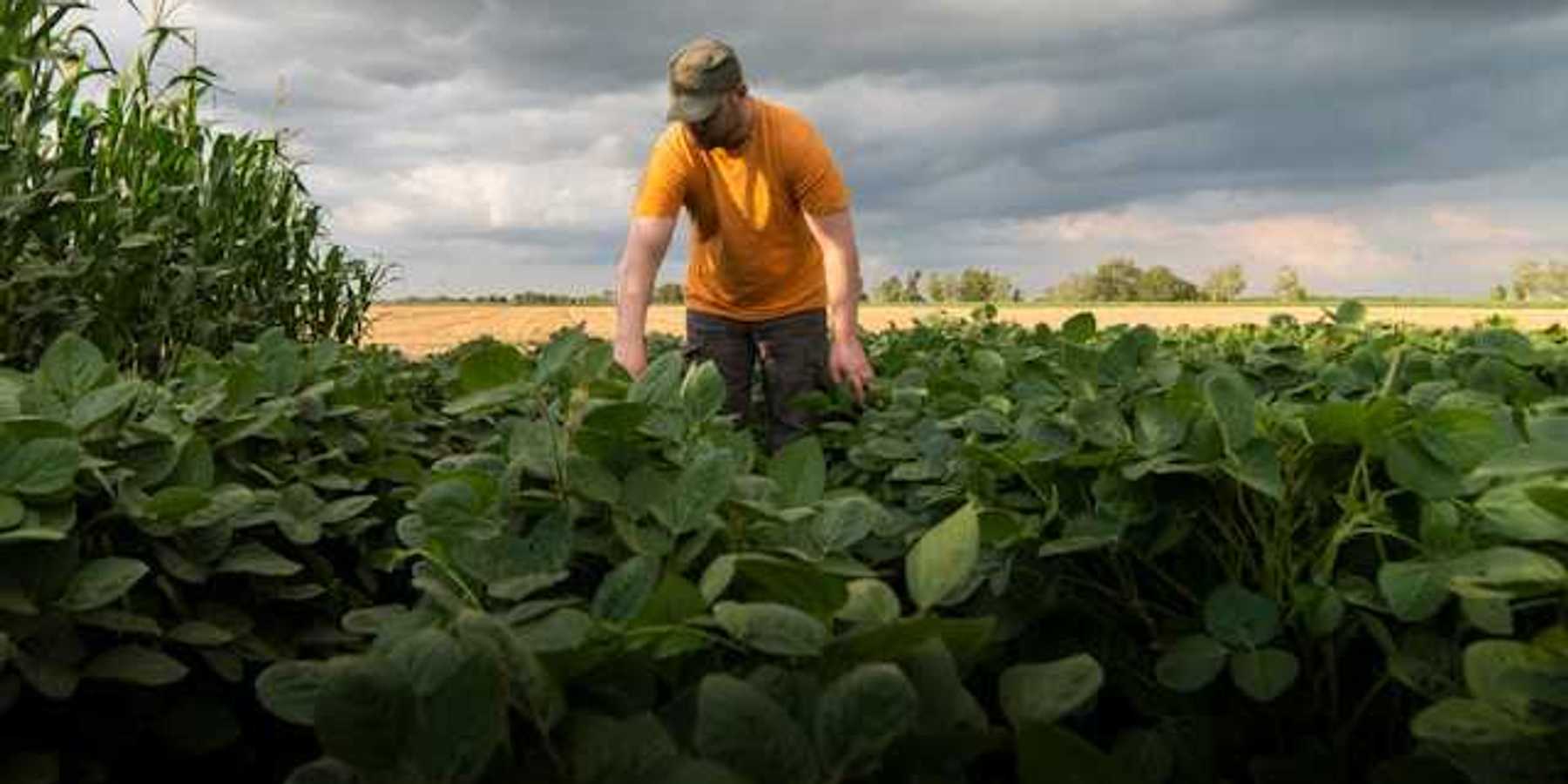 A farmworker in a farm field with dark clouds behind him